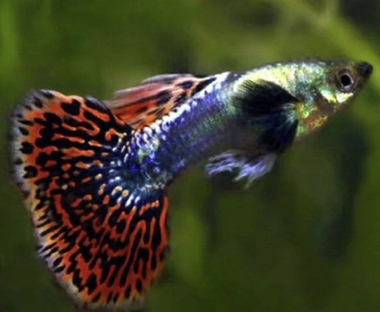 Guppy Fish